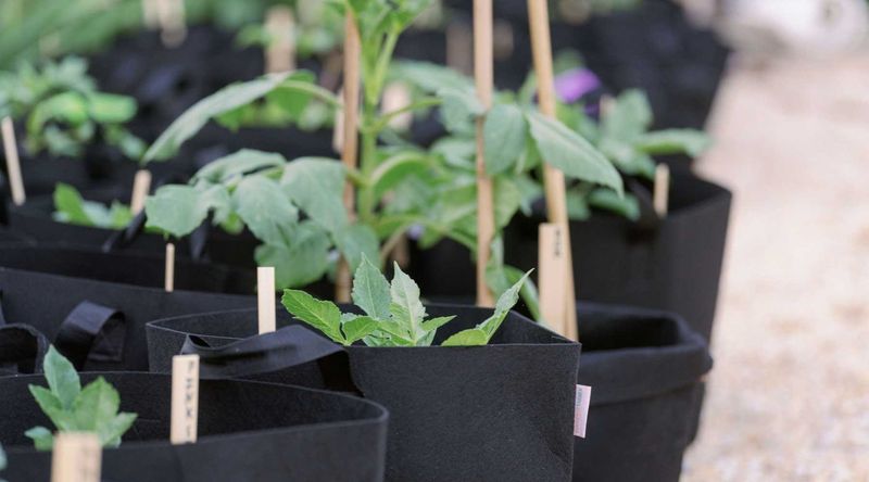 Natural Air Pruning Prevents Root Circling