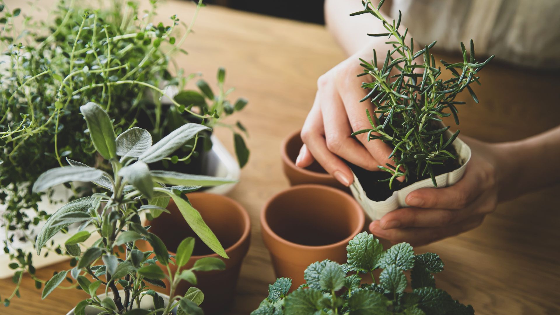 herb garden