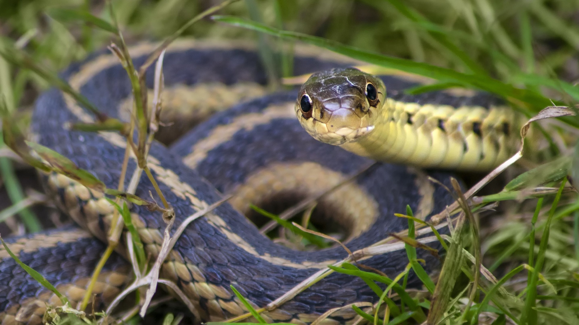 10 Ways To Know If Snakes Visit Your Yard (And 10 Ways You Might Be Inviting Them)