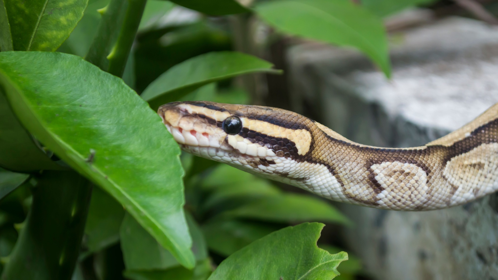 snake in a yard