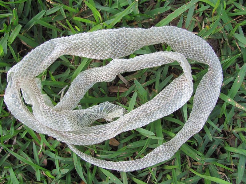 Shed Snake Skin