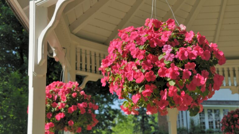 hanging basket flowers