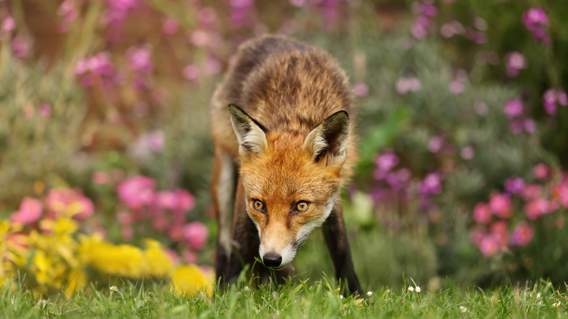 fox