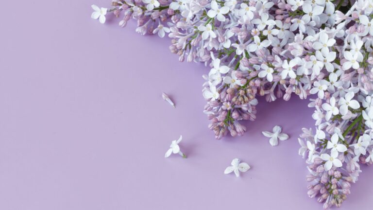 lilac flowers