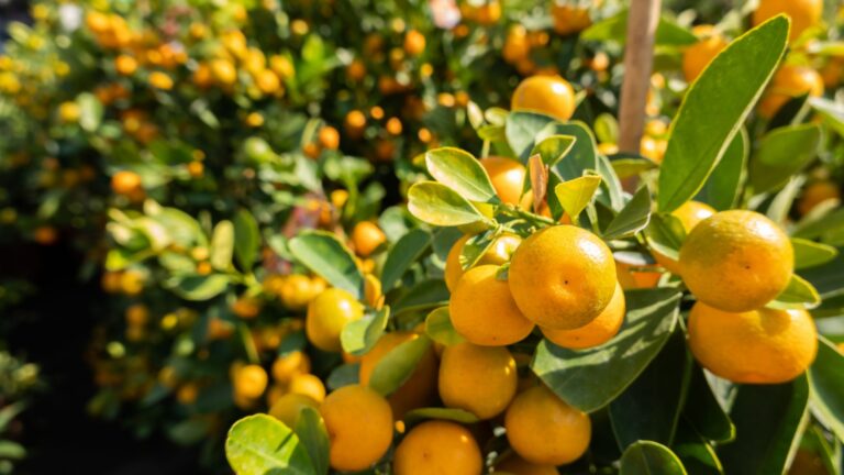 kumquat tree fruits