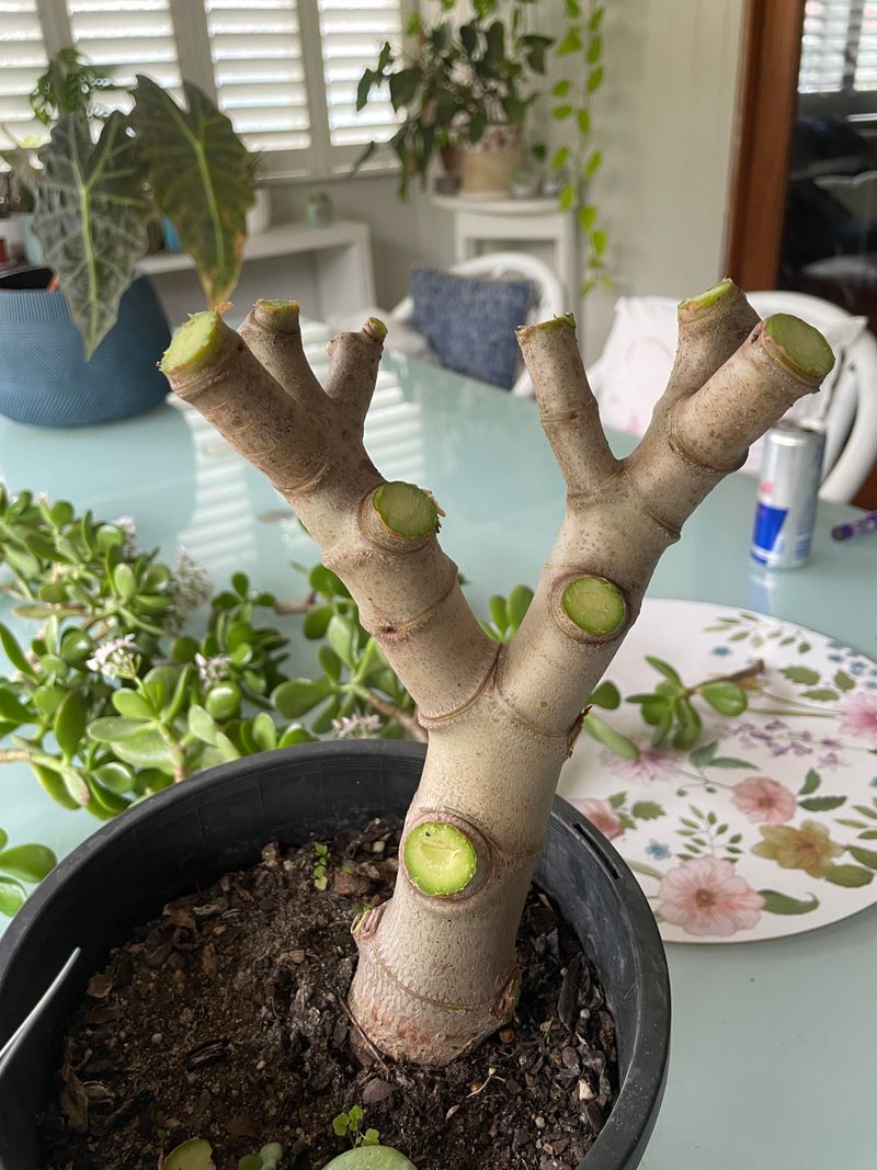 Prune for Height
