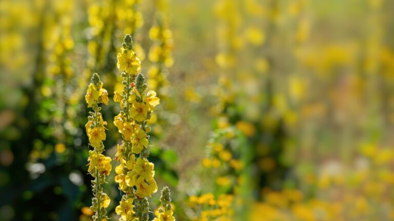 mullein plant flowers