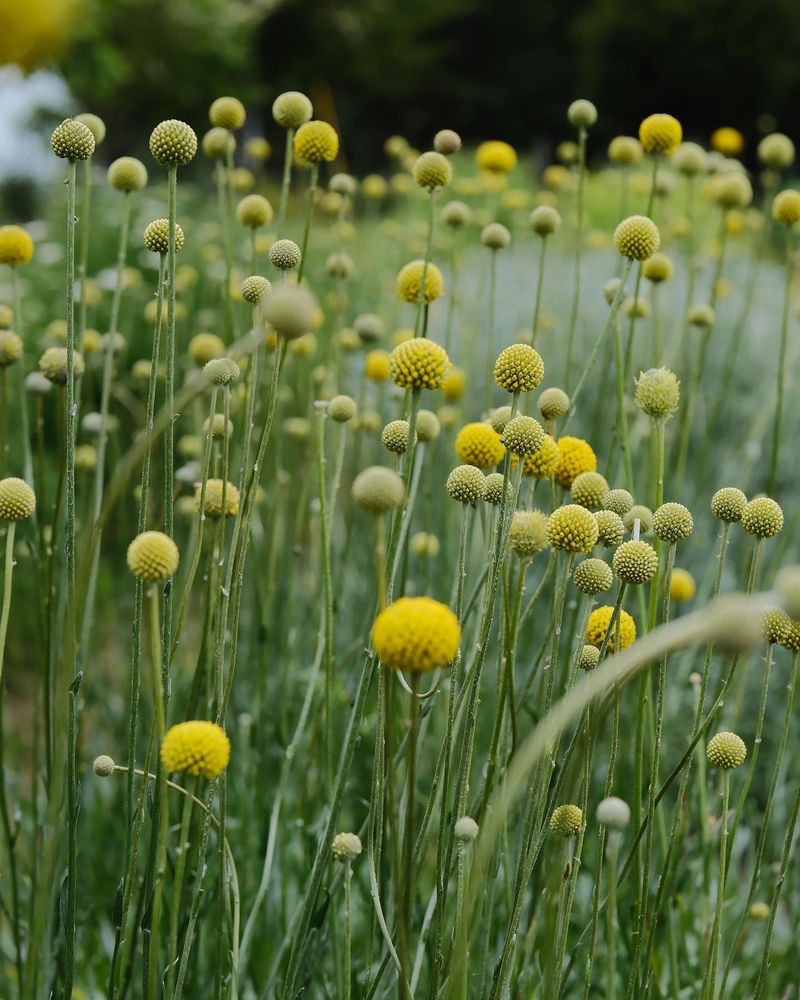 Dandelions: Nature's Multitasking Marvel