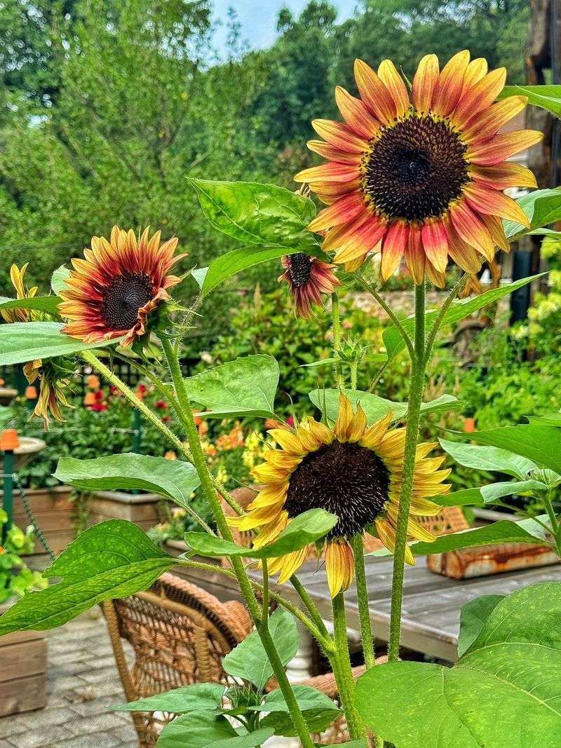 17. Sunflowers - Summer's Cheerful Giants