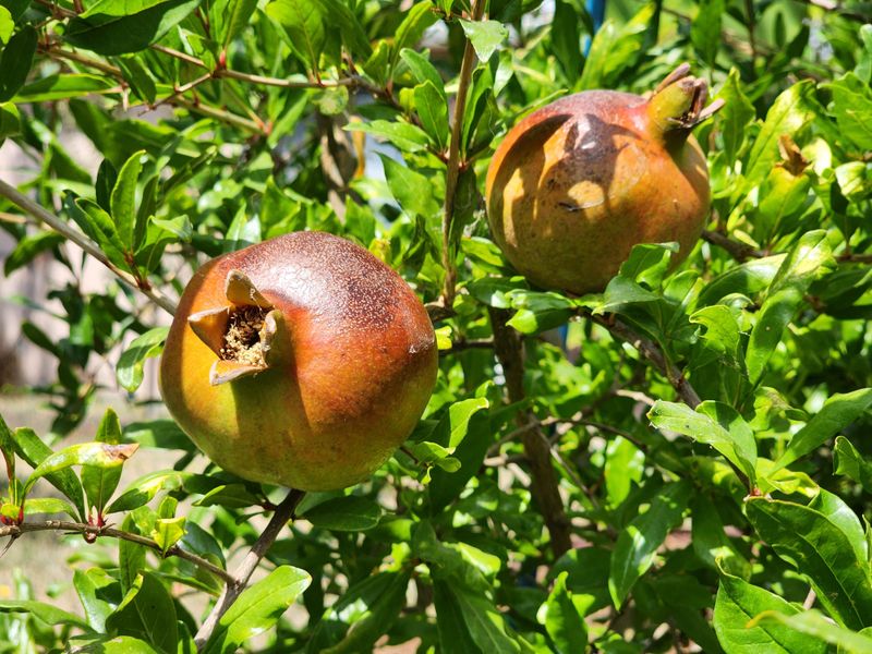 17. Pomegranate