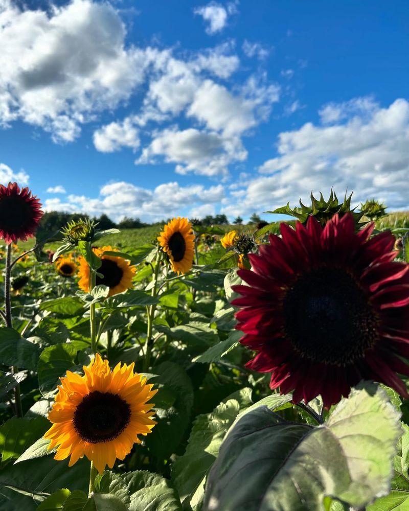 17. Sunflowers