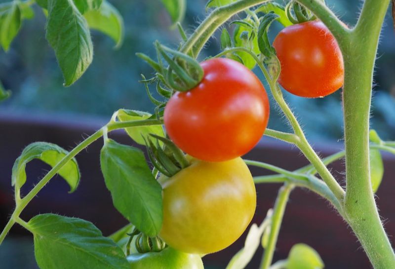 17. Late Season Fruit Decisions
