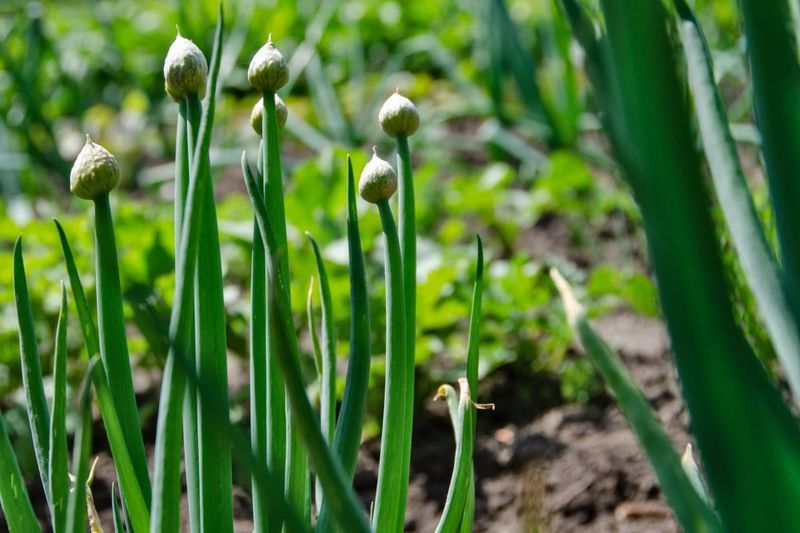 17. Practice Crop Rotation Strategies
