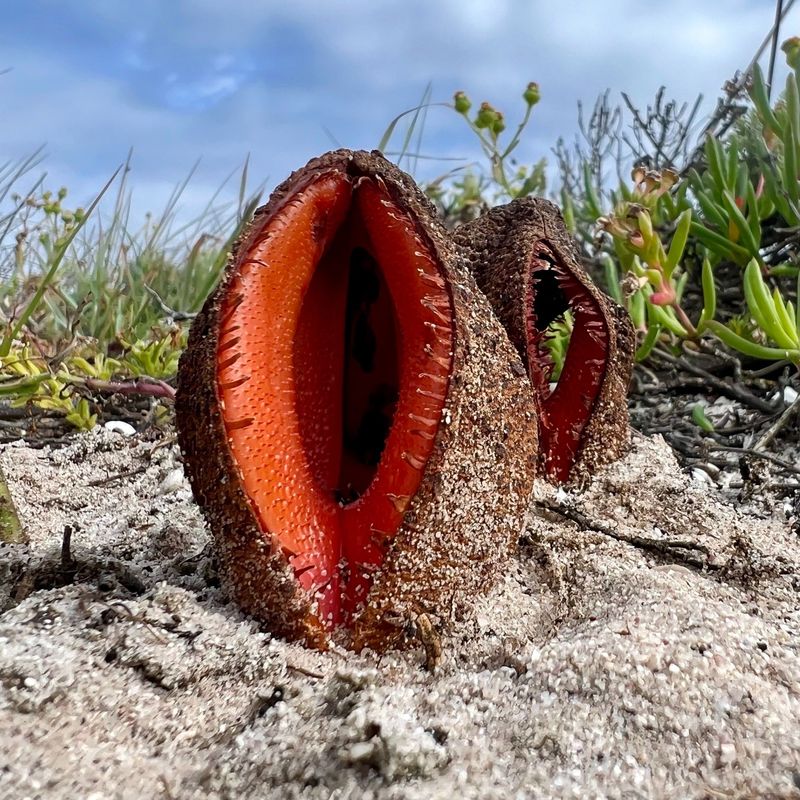 17. Hydnora Africana