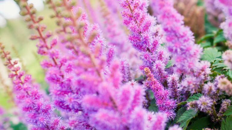 astilbe