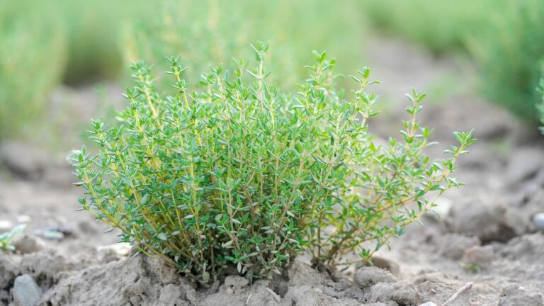 thyme in gravel