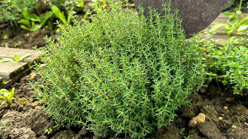 Prevents Root Rot