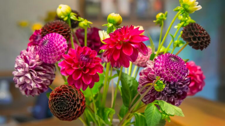Bouquet of dahlias