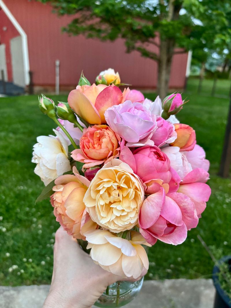 Garden Roses