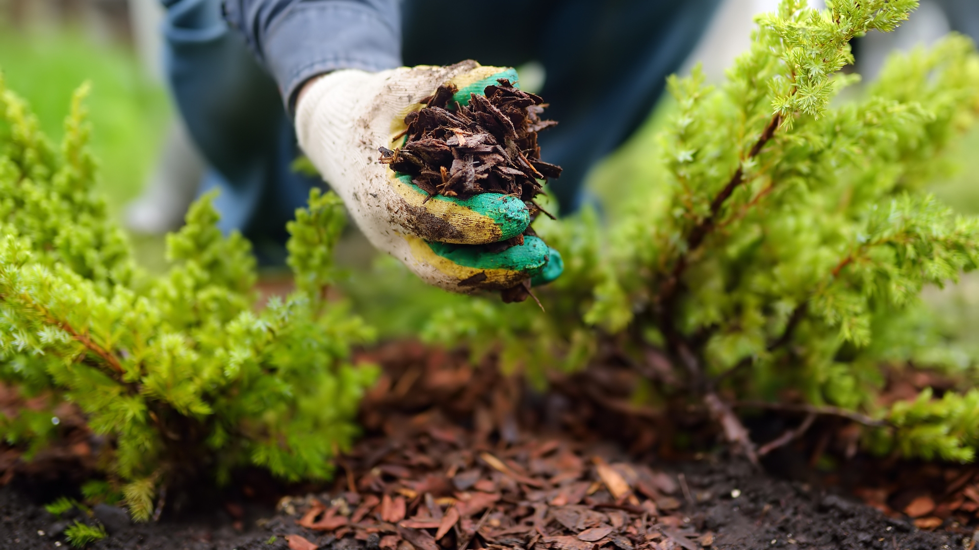 mulching