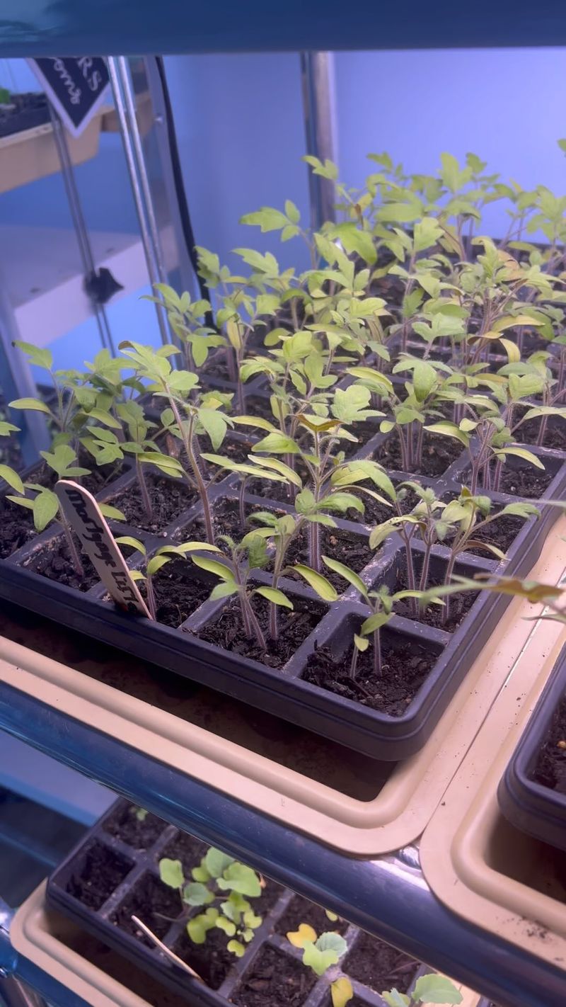 Start Seeds Indoors Early