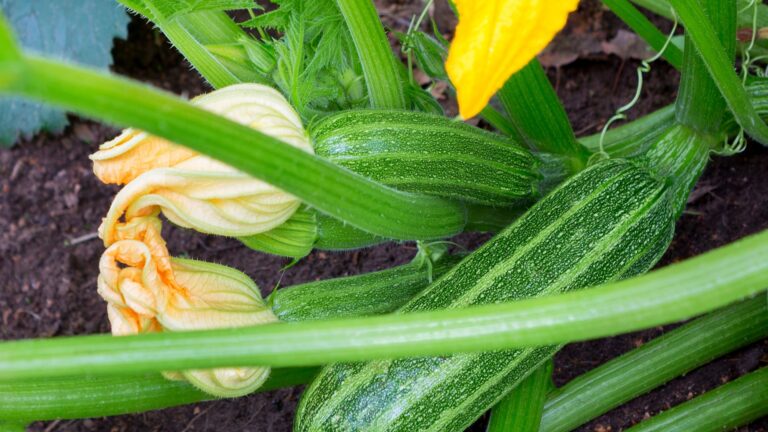 zucchini plant fruit