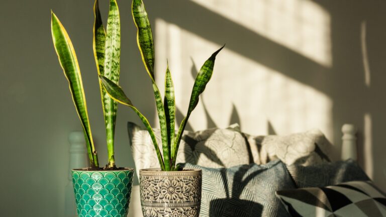 snake plant