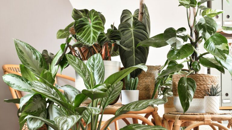 houseplants