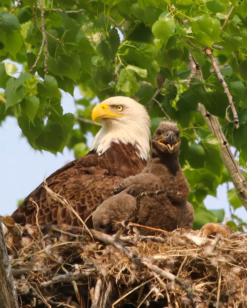 Bald Eagles