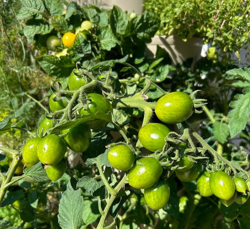 Tomatoes