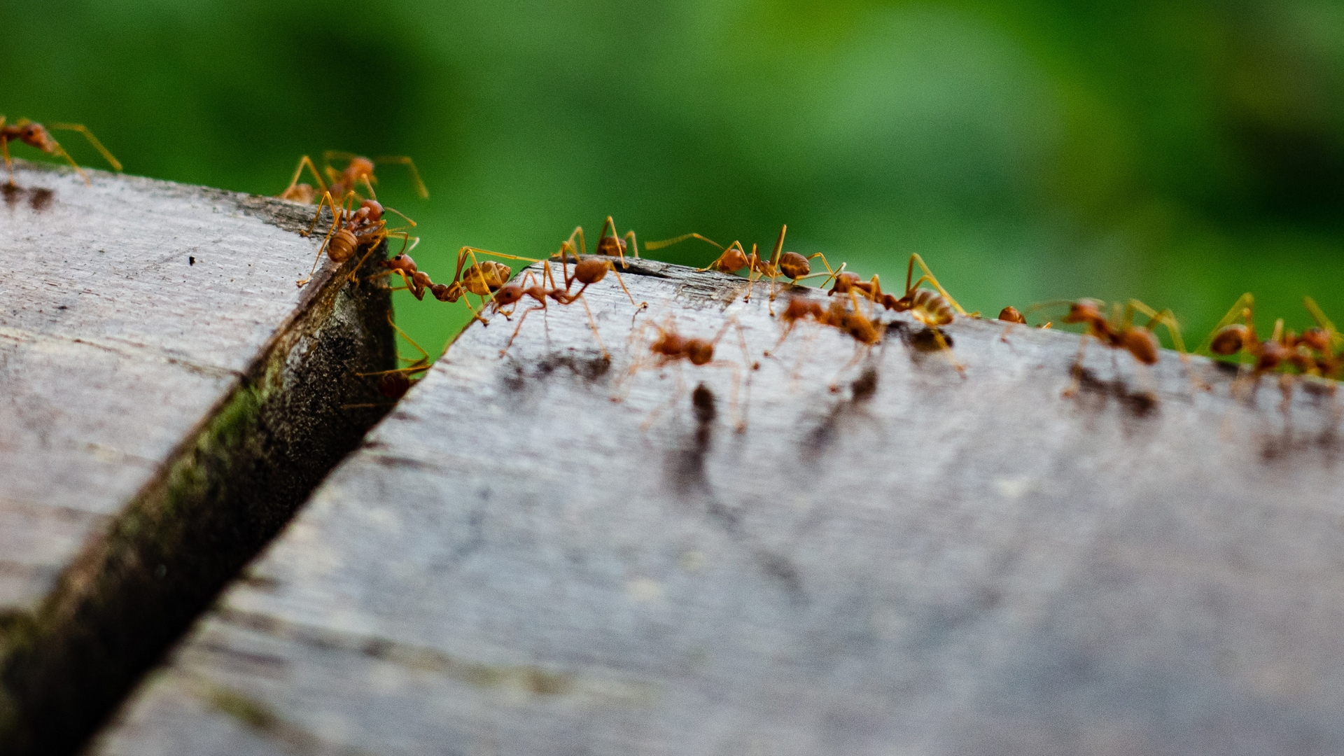 Fire Ants