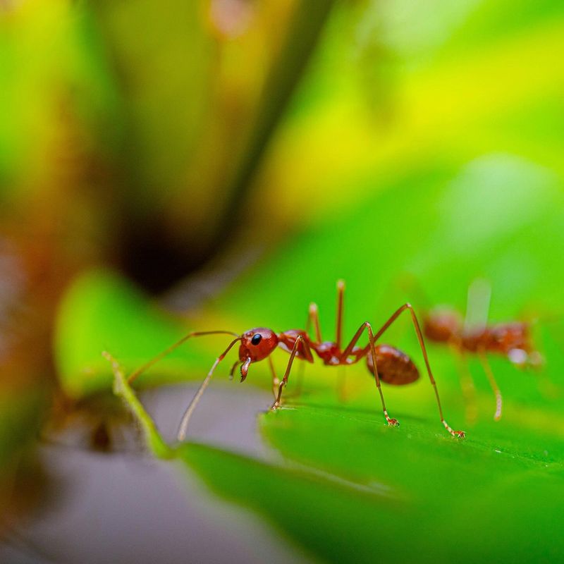 Fire Ants