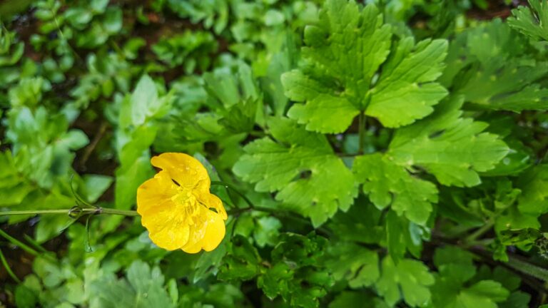 creeping buttercup