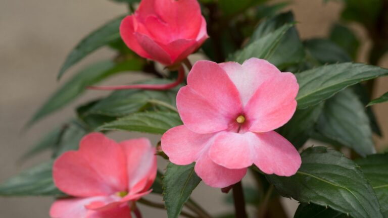 impatiens