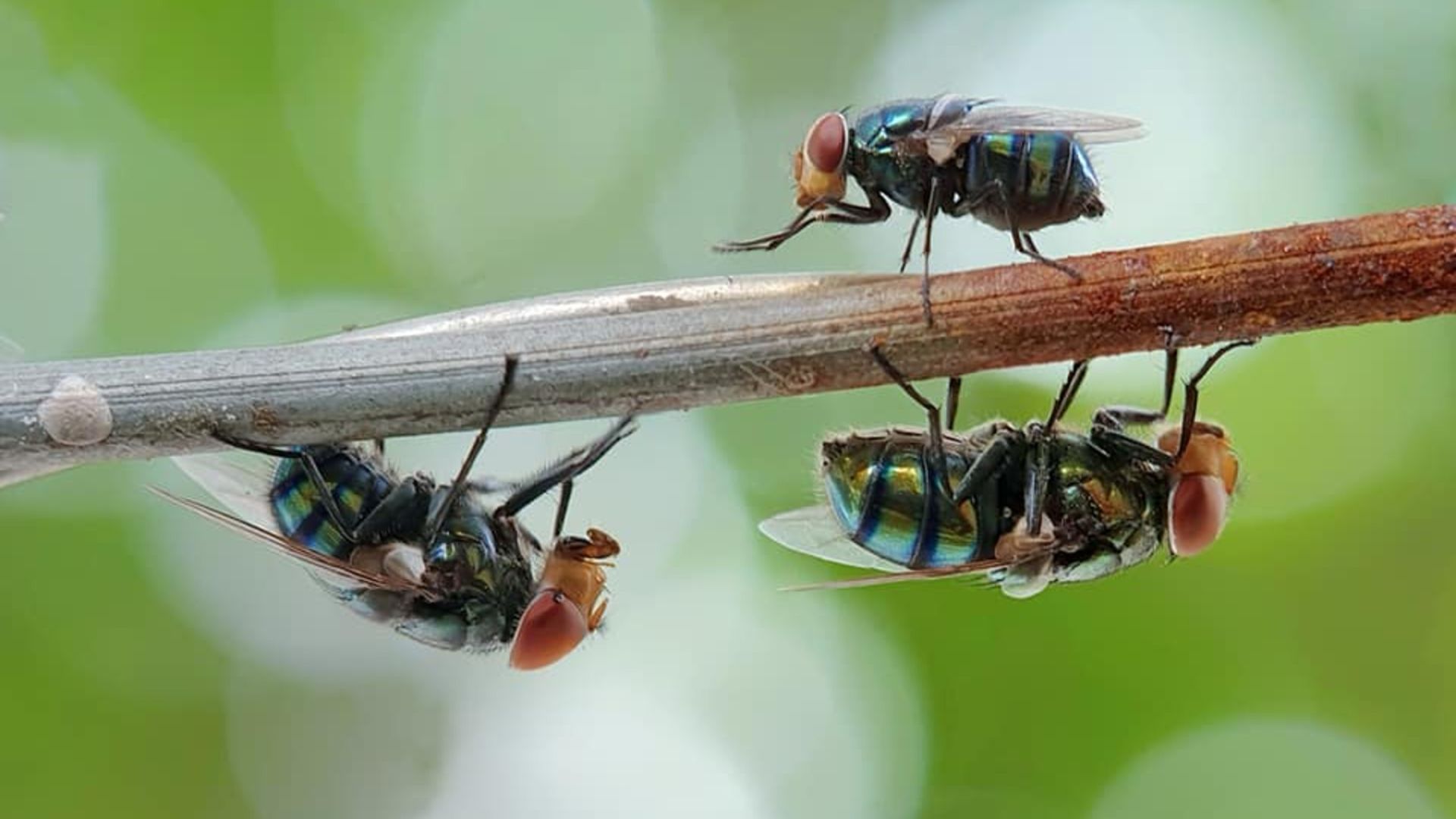 flies in yard