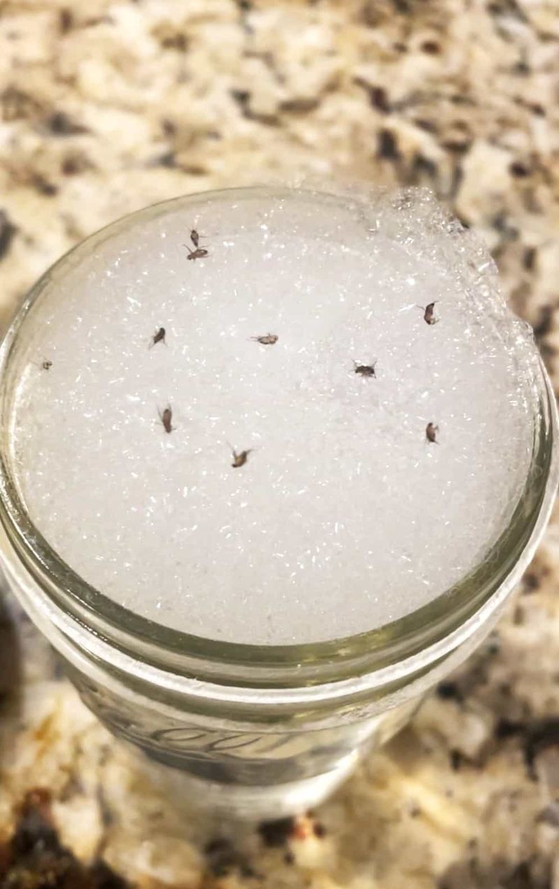 Set Up Apple Cider Vinegar Traps