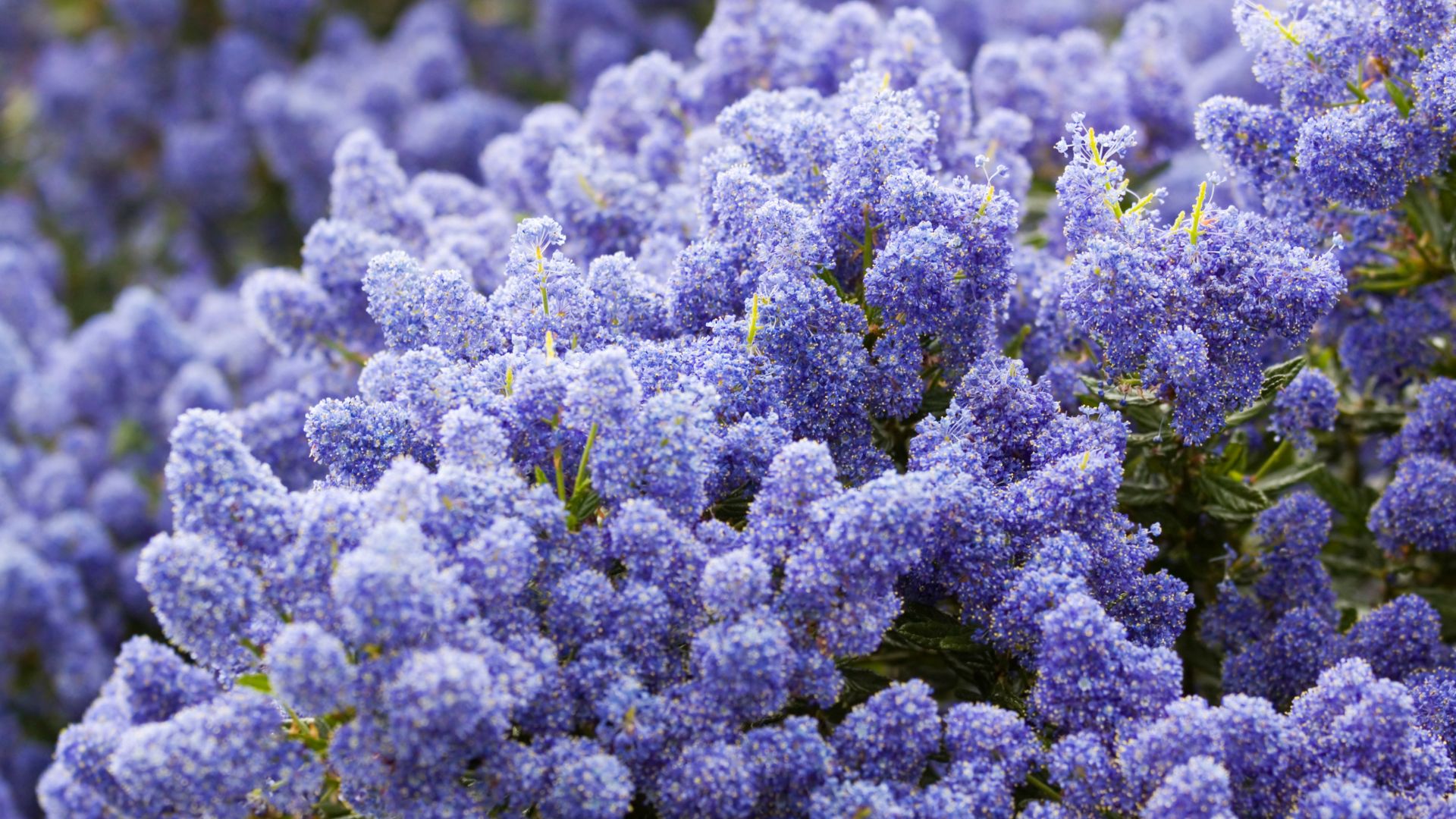 california lilacs