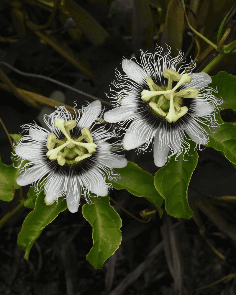 Passion Flower