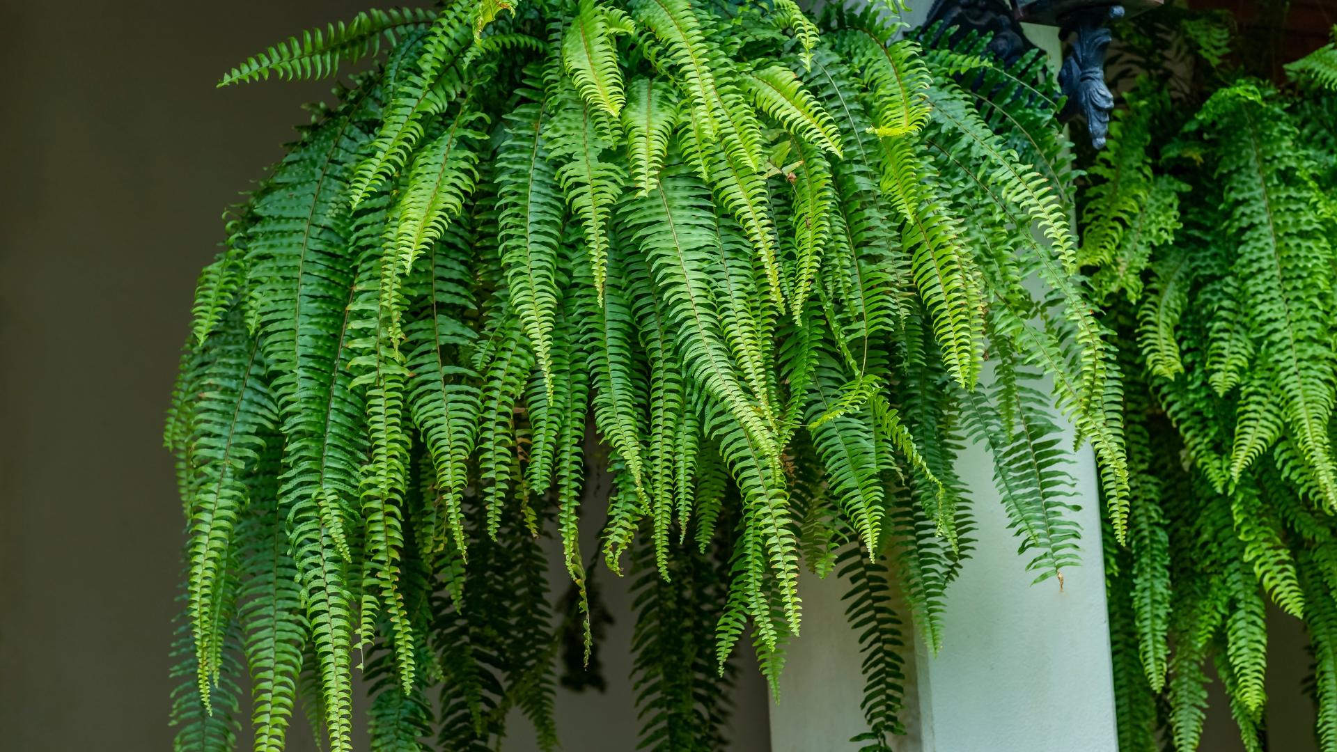 17 Gardening Tips For Growing A Lush Fern Garden (And How To Keep It Thriving Year-Round)