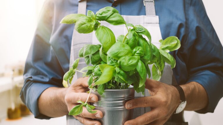 gardener holds a basil plant