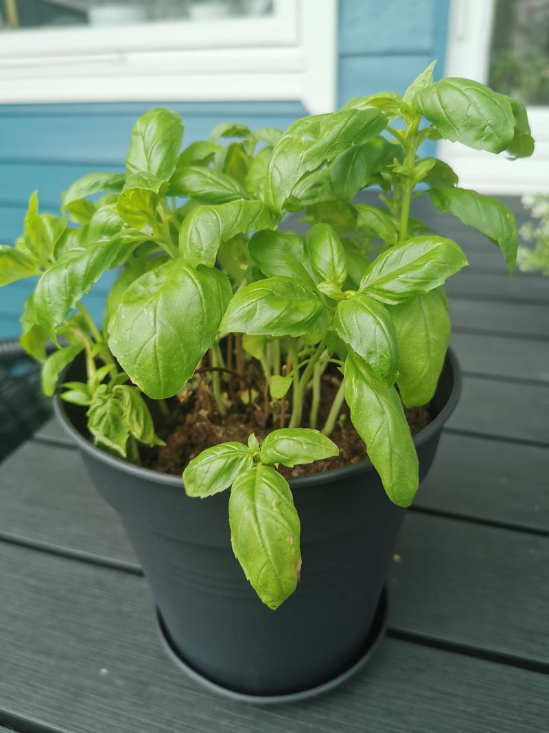 Natural Mosquito Repellent
