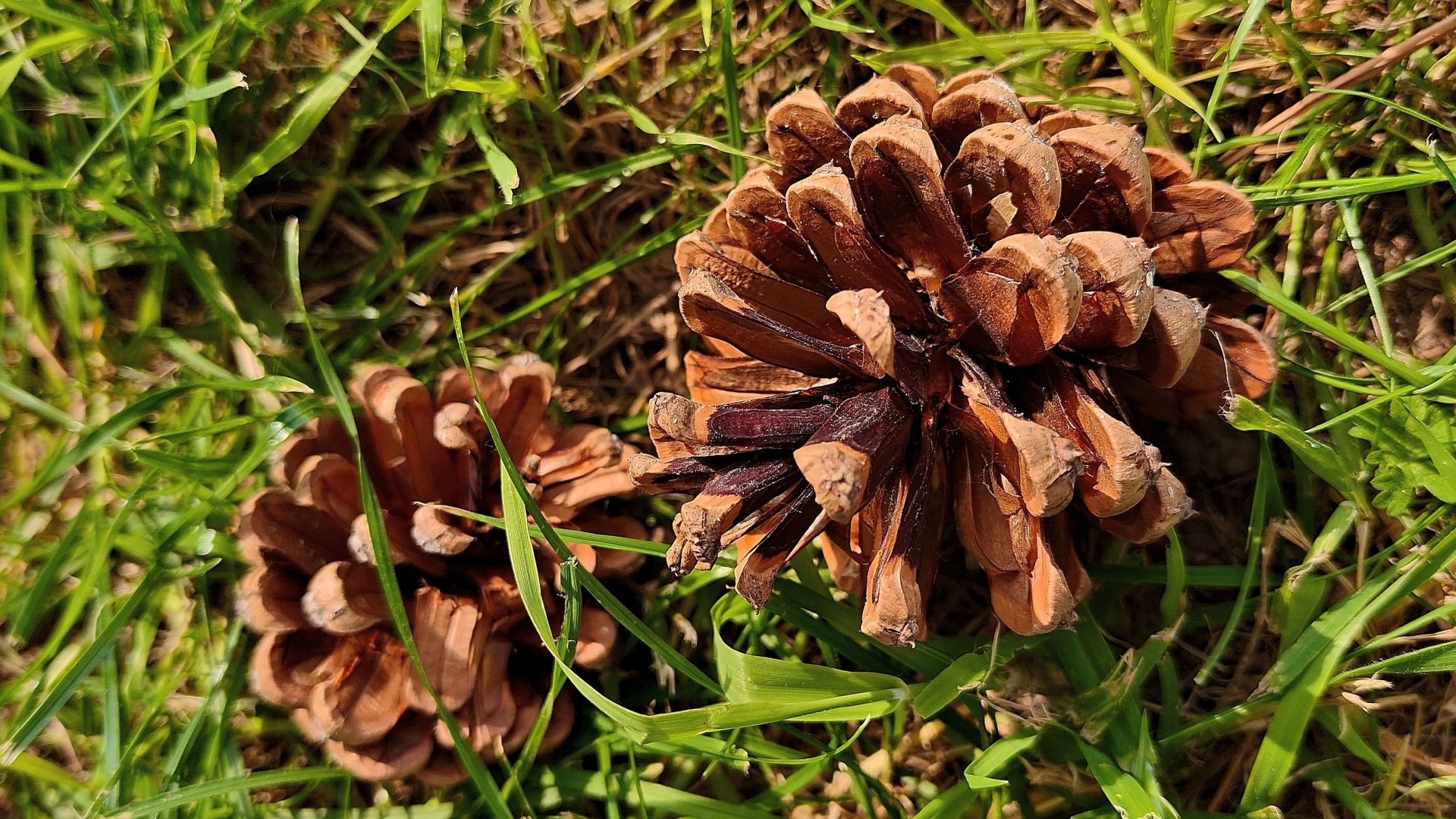 pinecones on grass