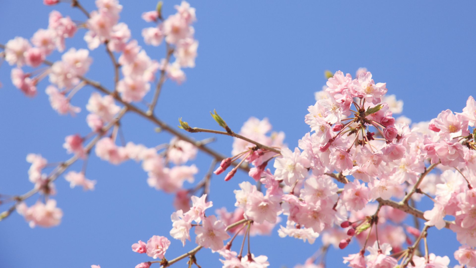 17 Gorgeous Weeping Flowering Trees To Add Height And Drama To Your Garden Design