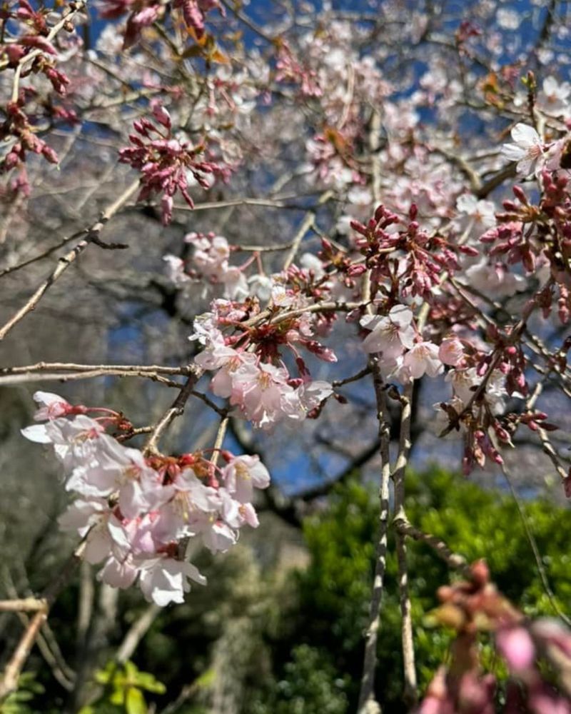 Weeping Cherry
