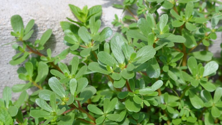 Purslane