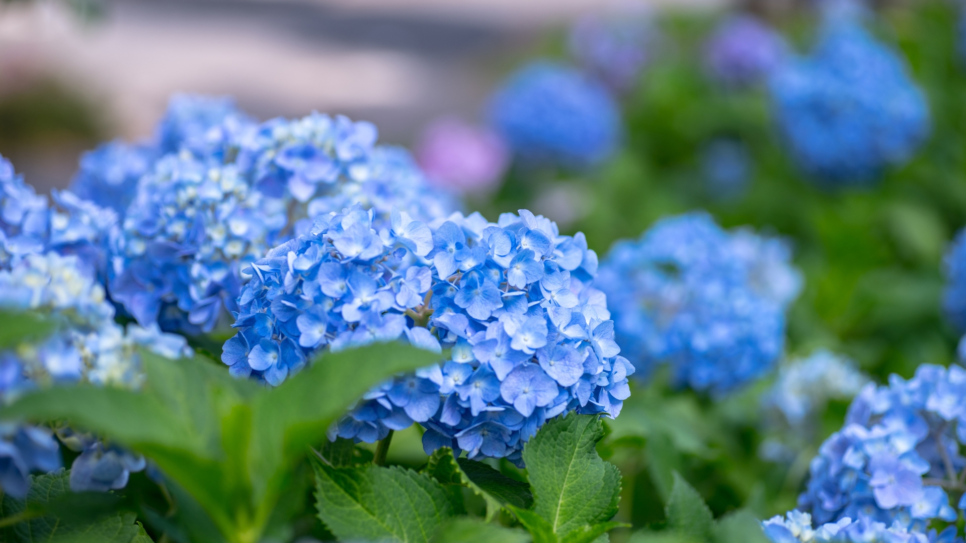 17 Ground Covers That Pair Perfectly With Hydrangeas (And Give The Garden A Fuller, Softer Look)