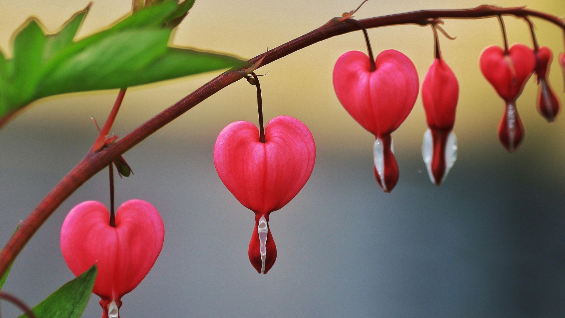 17 Heart-Shaped Summer Flowers To Add Romance And Charm To Your Garden