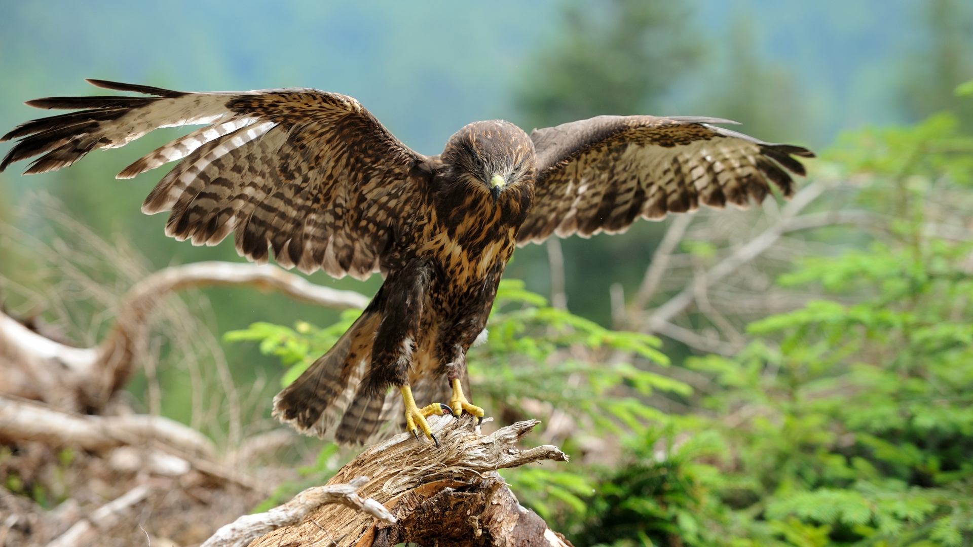 17 Hummingbird Predators You Should Watch Out For (And What To Do If They Start Showing Up)