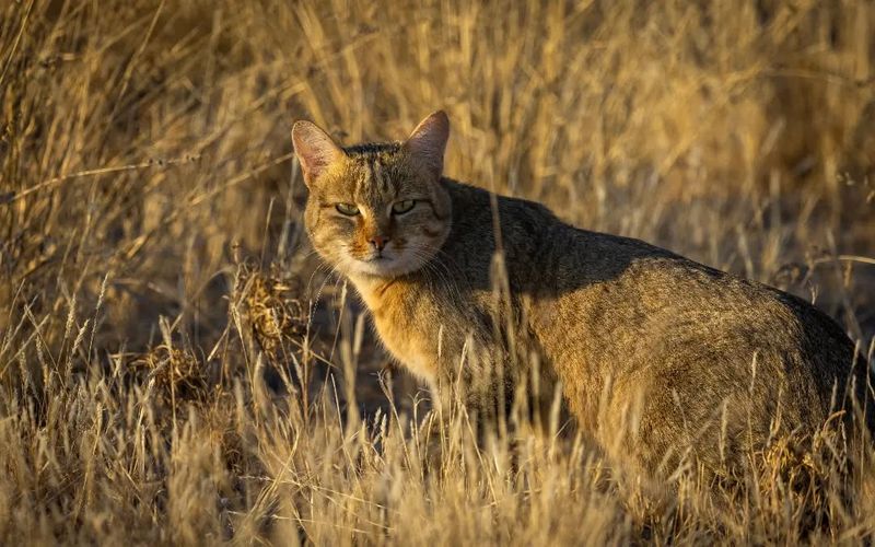 Domestic Cats