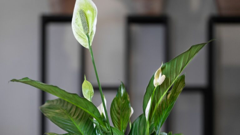 peace lily